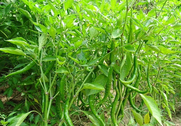 1678341111546744.png image.png