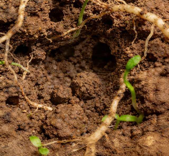土壤水勢測定儀選國產？萊恩德耐鹽堿陶土頭 + 多探頭長度可定制