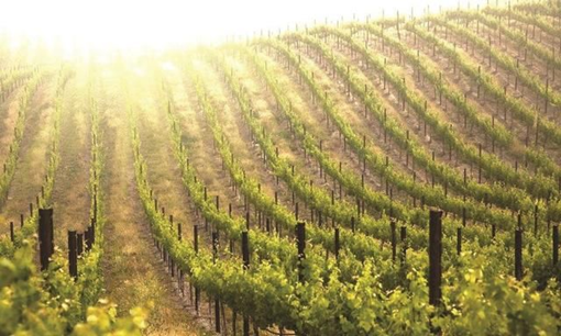 果園果樹栽種新建實驗室檢測項目及儀器方案 果園果樹栽種新建實驗室檢測項目及儀器方案